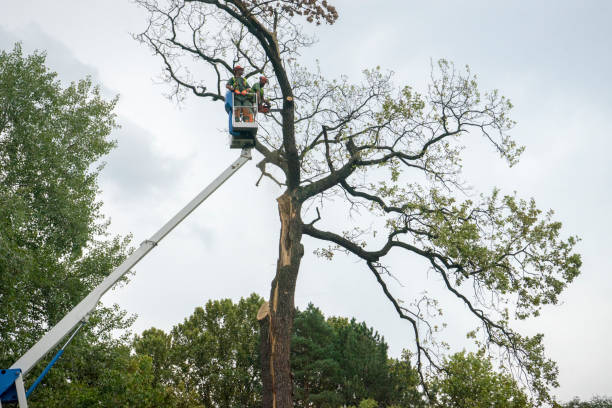 How Our Tree Care Process Works  in  Bakerstown, PA